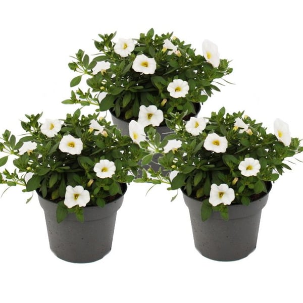 Magiska klockor - mini hängande petunia - Calibrachoa - 12 cm kruka - set med 3 plantor - vit