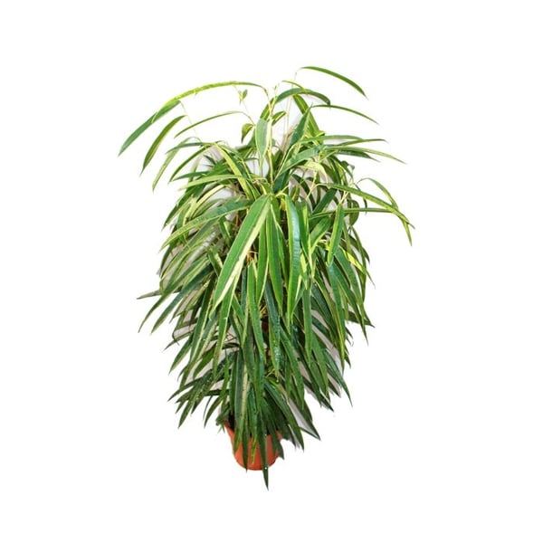 Ficus binendijkii "Alii" - björnfikus med långa blad - kunglig kolonn - kruka 17cm