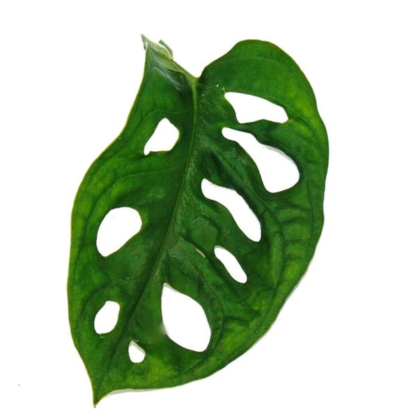 Fönsterblad - Monstera "Monkey Mask" - Kruka 12cm