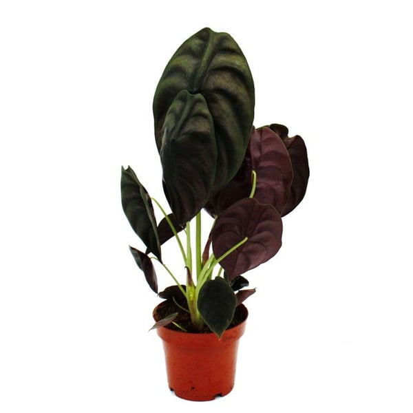 Alocasia cuprea "Red Secret" Tropenwurz Alokasie Metalliskt Pfeilblatt Rött Hemlighet 12cm kruka