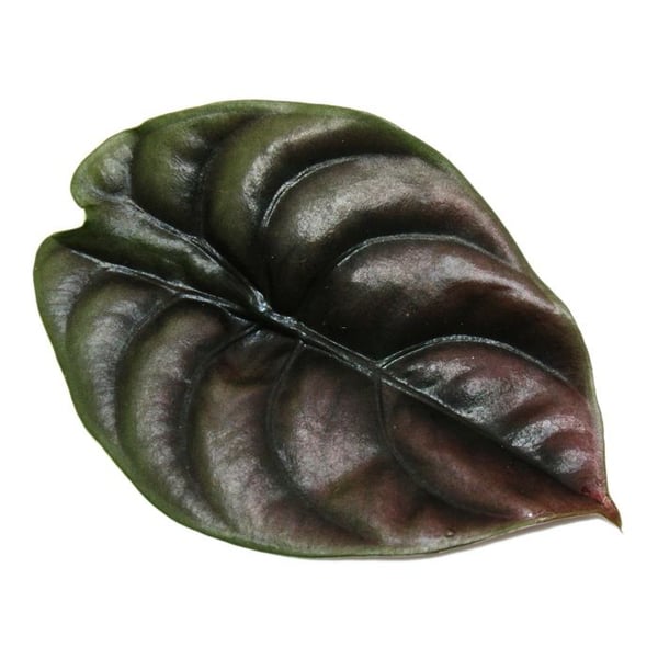 Alocasia cuprea "Red Secret" Tropenwurz Alokasie Metalliskt Pfeilblatt Rött Hemlighet 12cm kruka