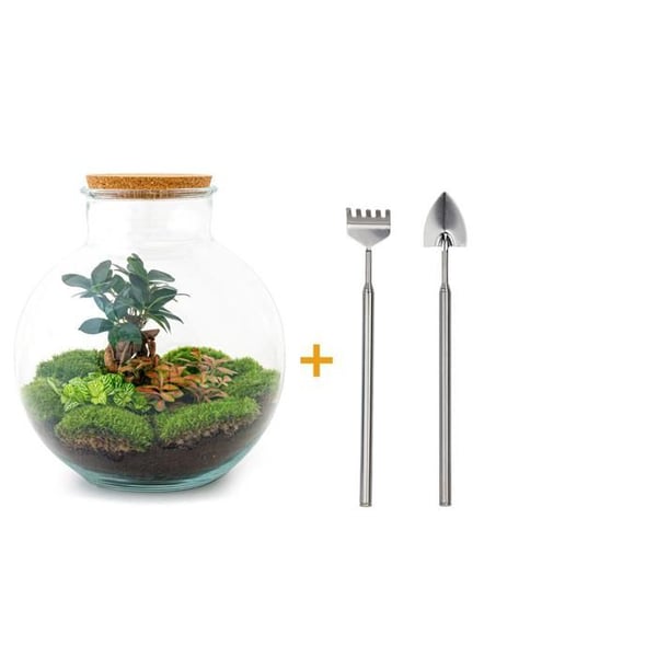 Flaschengarten "Bolder Bob" DIY-växtterrarium 30 cm med Ficus Bonsai inkl. räv och spade