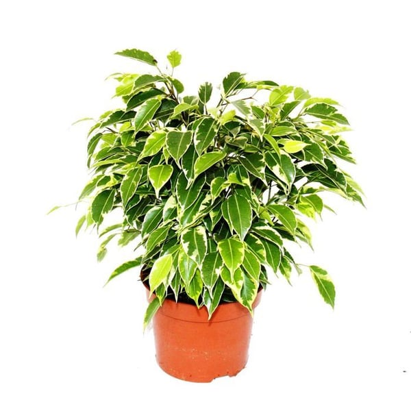 Exotenherz Björkfig Ficus Kinky vitprickiga blad 1 växt lättskött luftrenande 12cm kruka