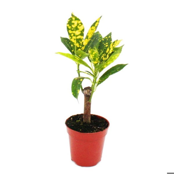 Miniväxt - Croton - Codiaeum - Underbar buske - Perfekt för små skålar och glas - Liten växt i 5,5 cm kruka