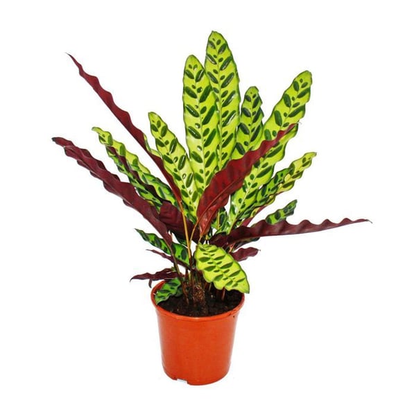 Skuggväxt med ovanligt bladmönster - Calathea lancifolia - 14cm kruka - höjd ca. 50 cm