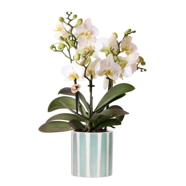 Trio av krukor "Painted Stripe" - Set med 3 krukor - randig - Blå - anpassad för krukor med 6cm