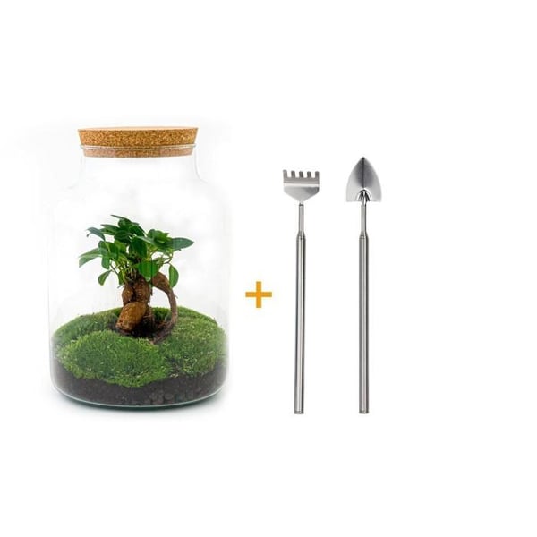 Flashtorjard "Milky" - DIY terrarium med växter - 30 cm - med Ficus Bonsai - kratta och spade ingår