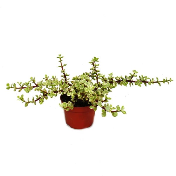 Krukväxt - Portulacaria afra var - jadeträd - 12cm kruka