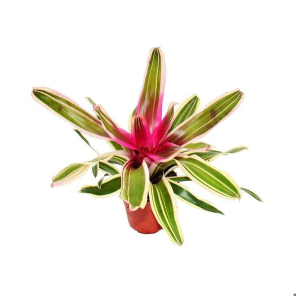 Ananasbo - Neoregelia "Franca" - Underbart färgade bromeliads - 12cm kruka - grön-vit med rosa mitt