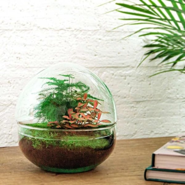 F?aša trädgård Glaskula DIY terrarium för växter 20 cm inklusive räfsa, spade, pincett och sax