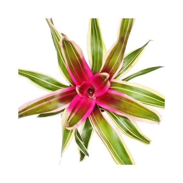 Ananasbo - Neoregelia "Franca" - Underbart färgade bromeliads - 12cm kruka - grön-vit med rosa mitt