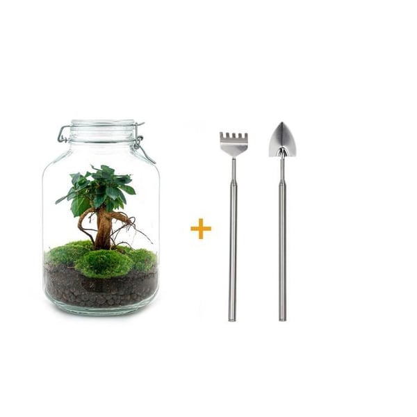 Flaschengarten "Mason Jar" DIY-växtterrarium 28 cm med Ficus Bonsai inkl. räfsa och spade