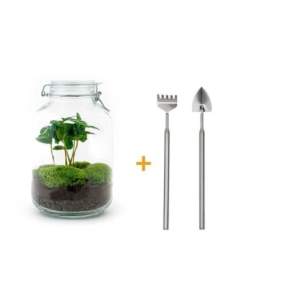 Flaskträdgård "Mason Jar" DIY-växtterrarium 28 cm med kaffeväxt inkl. räfsa och spade