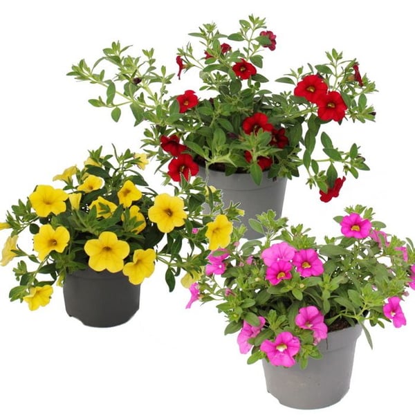 Magiska klockor - mini hängande petunia - Calibrachoa - 12 cm kruka - set med 3 plantor - mix av färger