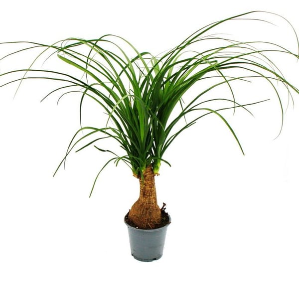 Liten elefantfot - Beaucarnea recurvata - Nolina - inomhusväxt - kruka 12cm - stam