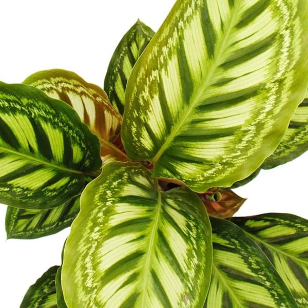 Skuggväxt med ovanligt bladmönster - Calathea roseapicta - 14 cm kruka - höjd ca. 50 cm