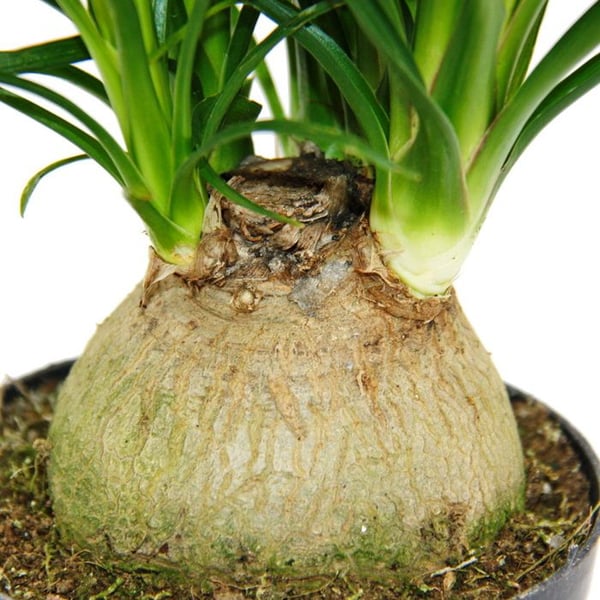 Liten elefantfot - Beaucarnea recurvata - Nolina - inomhusplanta - kruka 12cm - boll
