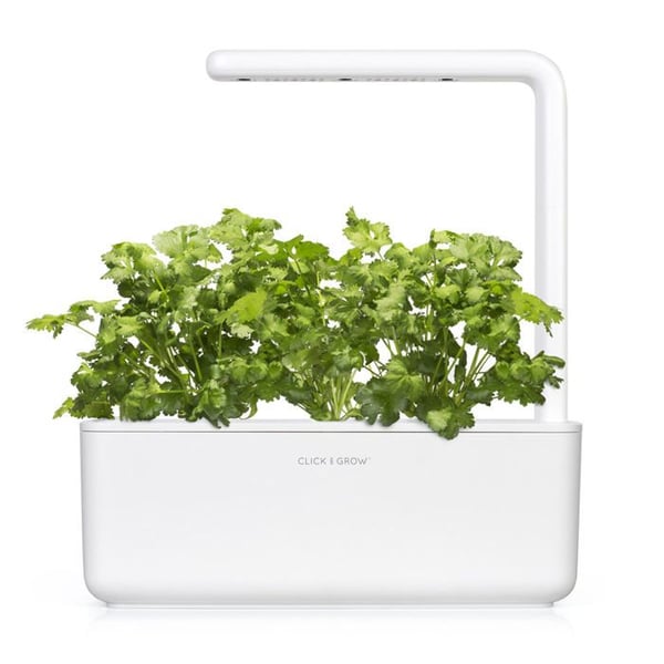 Capsler koriander EMSA Click&Grow - Sæt af 3 - Plastik - Grøn