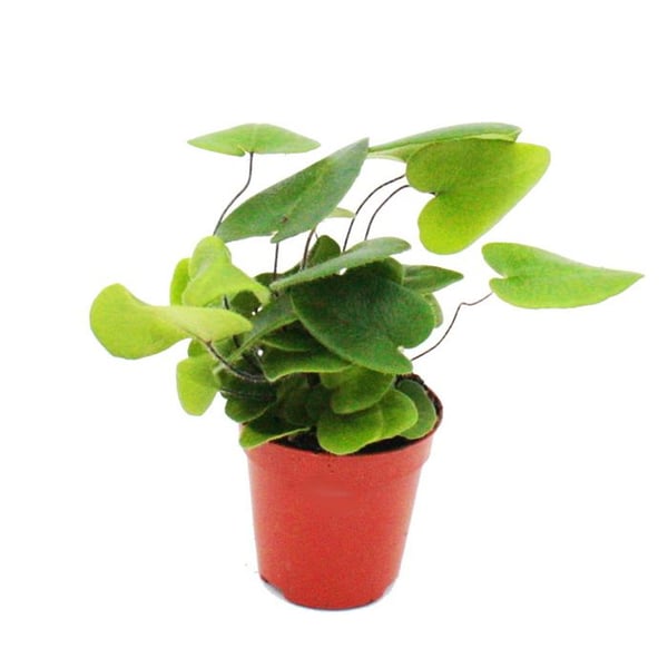 Miniplanta - Hemionitis arifolia - Hjärtormbunke - Idealisk för små skålar och glas - Liten planta i 5,5 cm kruka