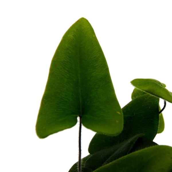 Miniplanta - Hemionitis arifolia - Hjärtormbunke - Idealisk för små skålar och glas - Liten planta i 5,5 cm kruka