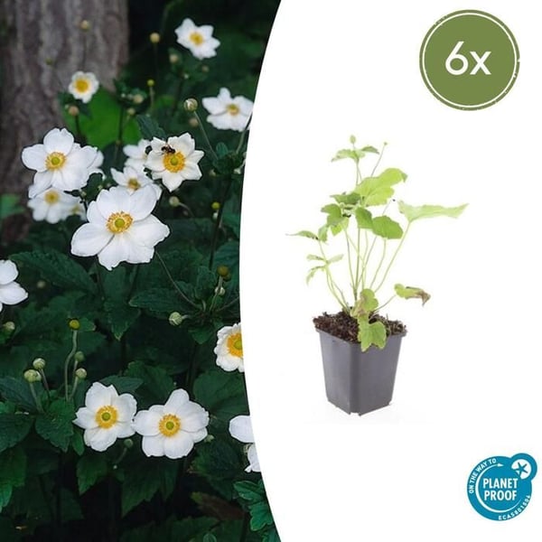 Perenn ornament - Höstanemon - Anemone hupehensis 'Honorine Jobert' - Kruka 9 cm - Set med 6 växter