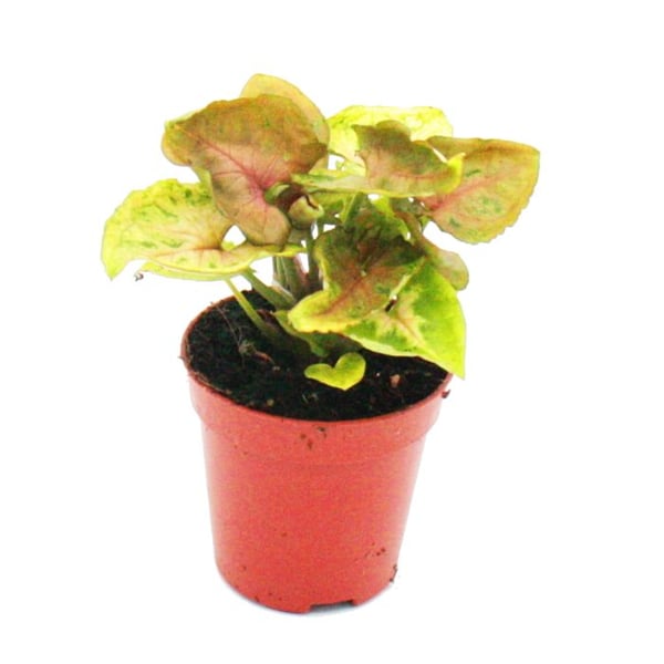 Mini-Plant - Syngonium - Tute Violet - Idealisk för små skålar och glas - Liten planta i 5,5 cm kruka