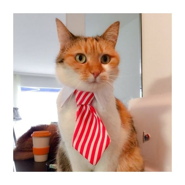 Halsband för husdjur katt hund kostym vit och röd randig