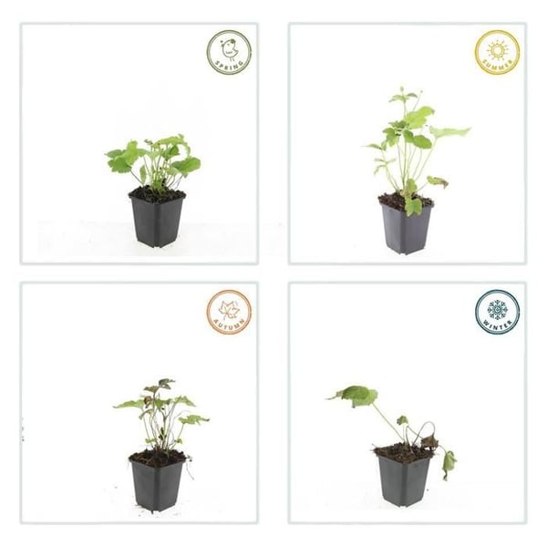 Perenn ornament - Höstanemon - Anemone hupehensis 'Honorine Jobert' - Kruka 9 cm - Set med 6 växter