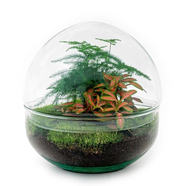 Flaskträdgård "Dome" - Glaskula - DIY-växtterrarium - 20 cm hög