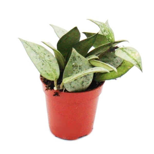 Miniplanta - Hoya krohniana - porslinsblomma - Perfekt för små skålar och glas - Liten planta i 5,5 cm kruka