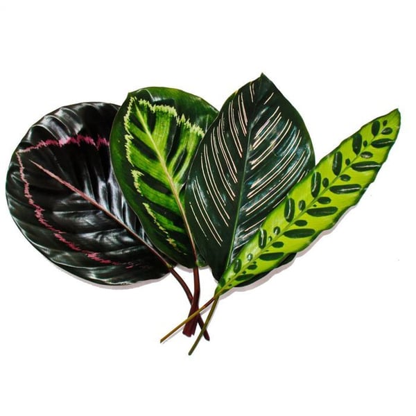 Set med 4 ögonskuggor - snyggt lövmönster - Calathea - ca. 50 cm hög