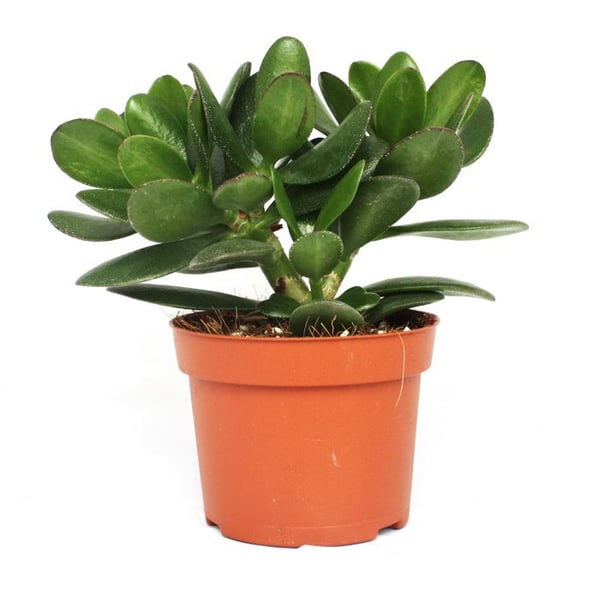 Crassula portulacea - pengarträd - stor krukväxt i 12 cm