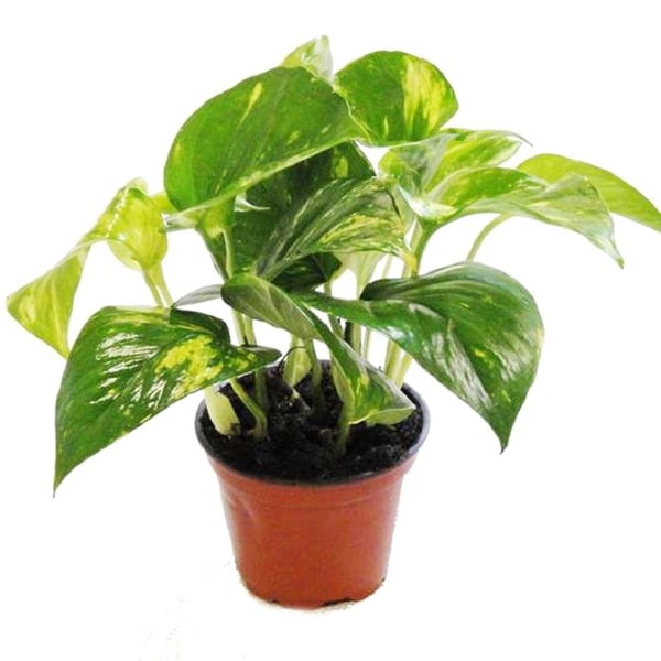 3:e set Efeutute - Scindapsus - Epipremnum - 12 cm kruka