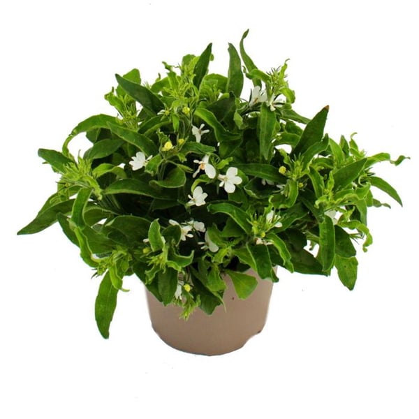Hängande män troget - vit - Lobelia richardii - 11cm - set med 3 plantor