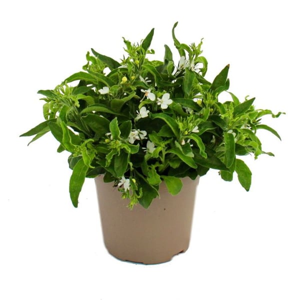 Hängande män troget - vit - Lobelia richardii - 11cm - set med 3 plantor