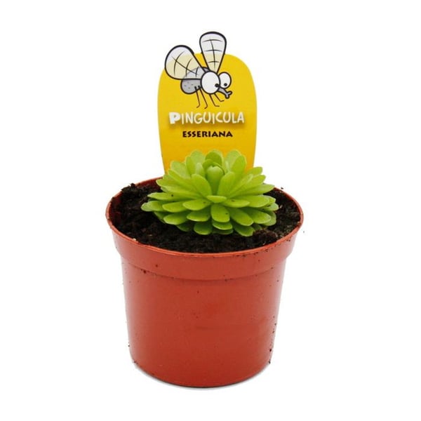Köttätande växt - Pinguicula esseriana - Kruka 9cm
