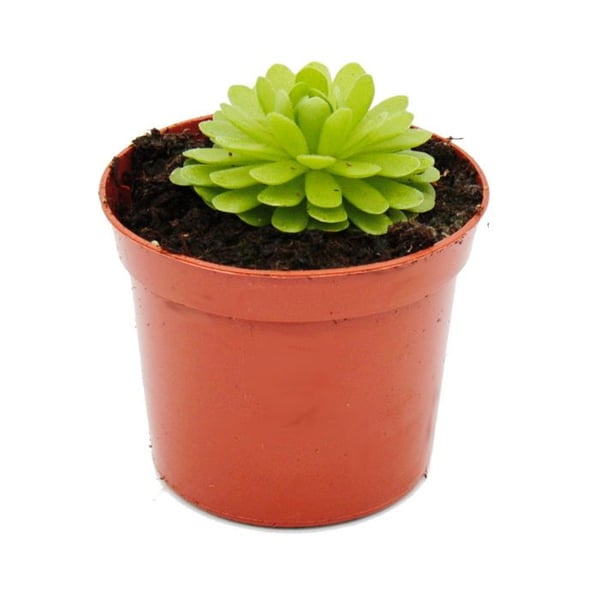 Köttätande växt - Pinguicula esseriana - Kruka 9cm