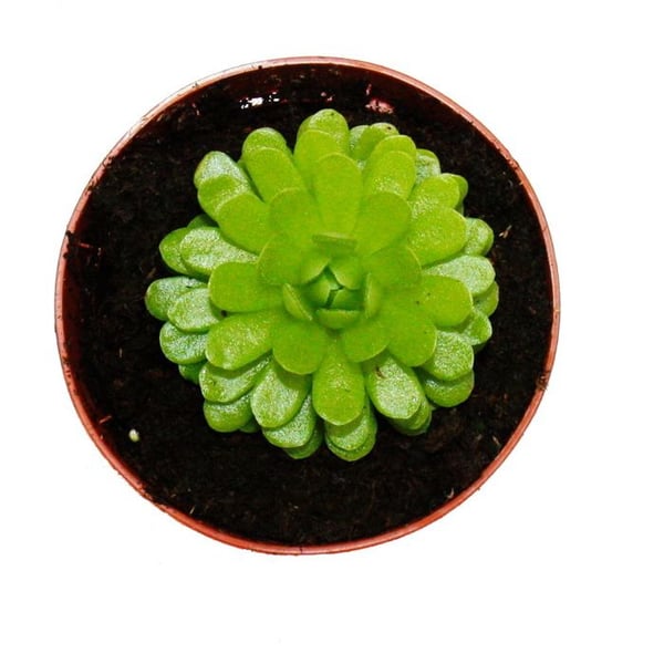 Köttätande växt - Pinguicula esseriana - Kruka 9cm