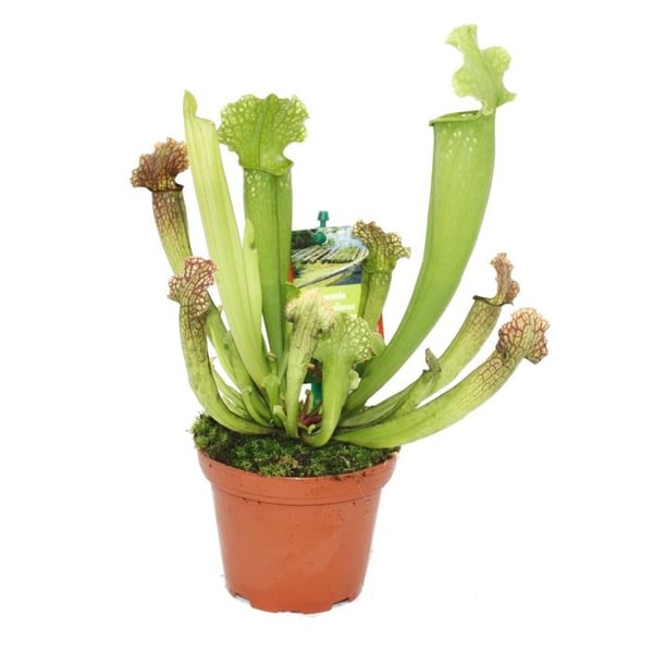 Sarracénie - Sarracenia - överraskningssort - kruka 9 cm