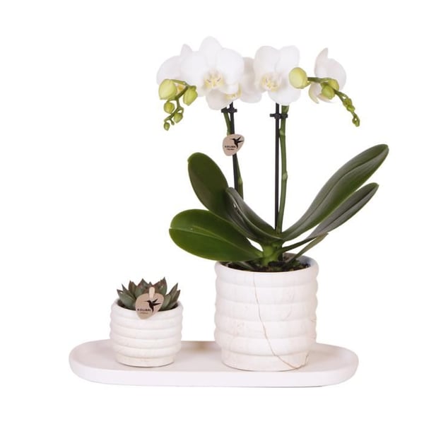 Kolibri Företag Set av växter Slow Living Liten Phalaenopsis vit Orkidé Lausanne och suckulenter