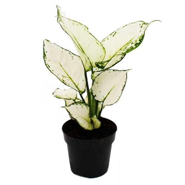 Aglaonema White Joy - Flikig kolv - Originalvarianter - 12cm - höjd cirka 25-30cm