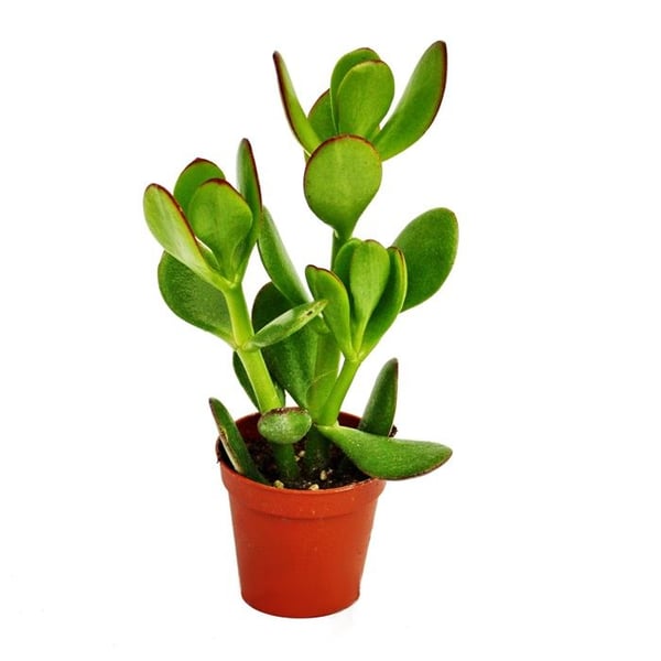 Crassula portulacea - penningträd - i kruka 8,5 cm
