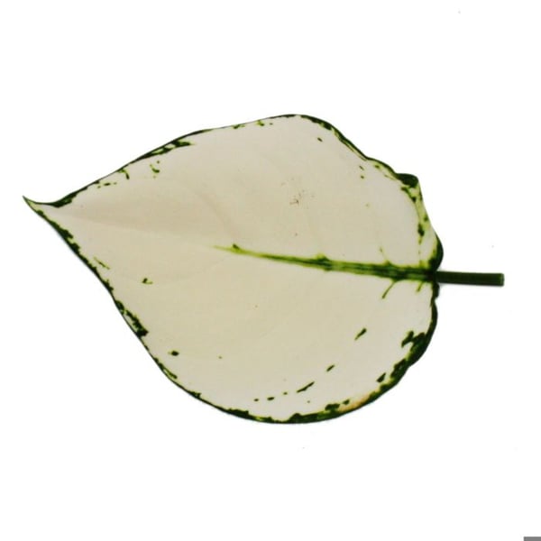 Aglaonema White Joy - Flikig kolv - Originalvarianter - 12cm - höjd cirka 25-30cm