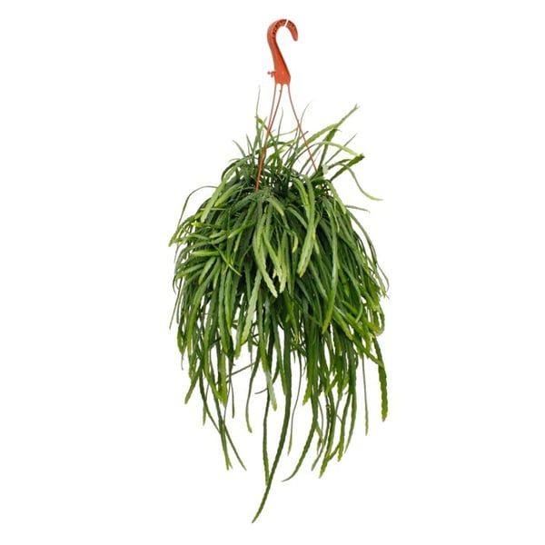 Lepismium bolivianum - Pfeiffera - Kaktus med blad utan taggar - glaspot 17 cm