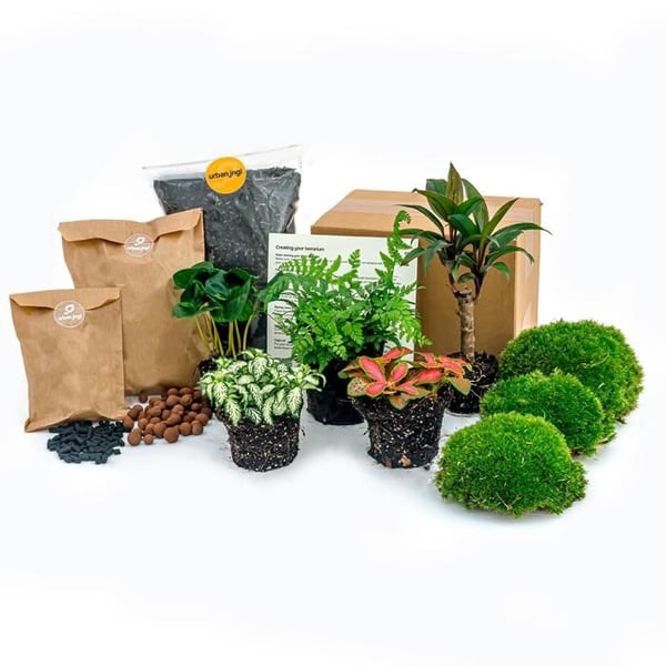 Grön flaskset för din flaskträdgård utan glas 5 växter kaffe ormbunke Dracaena 2x Fittonia