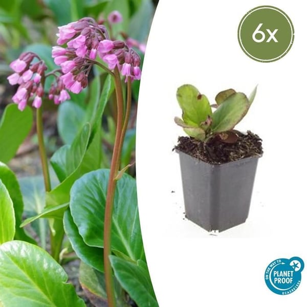 Bodendecker - Perennial - Bergenia - Bergenia cordifolia 'Herbstblüte' - 9cm kruka - Set med 6 växter