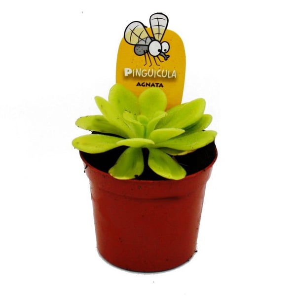 Köttätande växt - Pinguicula agnata - Kruka 9cm