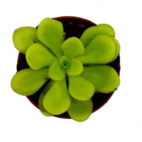 Köttätande växt - Pinguicula agnata - Kruka 9cm