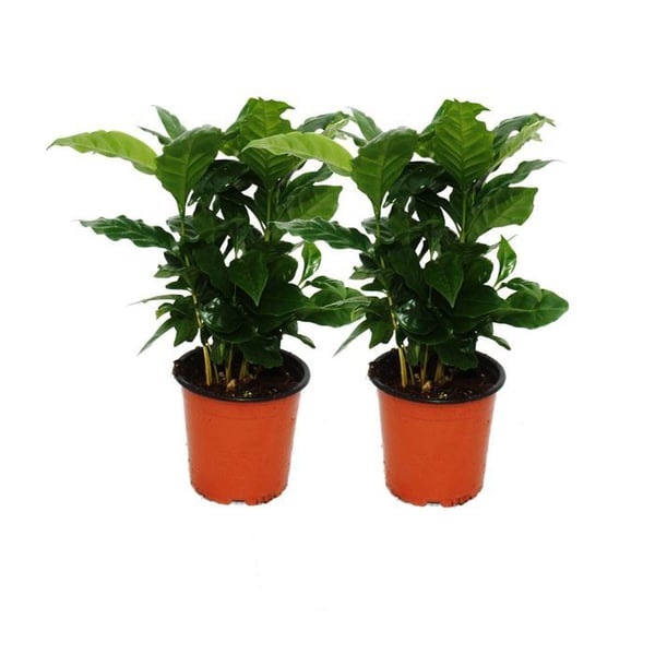 Kaffebuske (Coffea arabica) 2 växter - Inomhusväxt