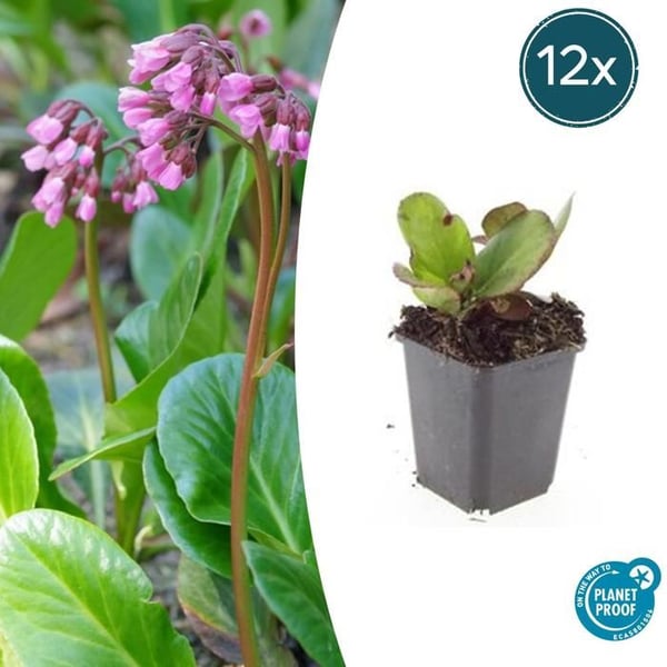 Bodendecker - Stängelväxt - Bergenia - Bergenia cordifolia 'Herbstblüte' - 9cm kruka - Set med 12 växter